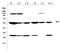 Aldehyde Dehydrogenase 1 Family Member A1 antibody, A01392, Boster Biological Technology, Western Blot image 