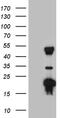 TRNA Methyltransferase 12 Homolog antibody, CF809532, Origene, Western Blot image 