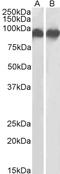 Integrin Subunit Beta 2 antibody, STJ73069, St John