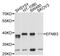 Ephrin B3 antibody, STJ23485, St John