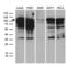 Transcription Factor 12 antibody, LS-C792192, Lifespan Biosciences, Western Blot image 