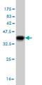 Golgi resident protein GCP60 antibody, H00064746-M03-100ug, Novus Biologicals, Western Blot image 