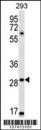 Mesoderm Posterior BHLH Transcription Factor 1 antibody, 56-849, ProSci, Western Blot image 