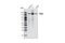 PAS Domain Containing Serine/Threonine Kinase antibody, 3086S, Cell Signaling Technology, Western Blot image 