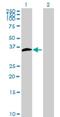 Coiled-Coil Domain Containing 59 antibody, H00029080-B01, Novus Biologicals, Western Blot image 