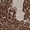 Chromosome 21 Open Reading Frame 58 antibody, HPA035110, Atlas Antibodies, Immunohistochemistry frozen image 