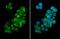 Peroxisomal Biogenesis Factor 19 antibody, NBP2-43757, Novus Biologicals, Immunofluorescence image 