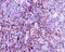 S100 Calcium Binding Protein A4 antibody, ab124805, Abcam, Immunohistochemistry paraffin image 
