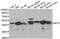 Neutrophil Cytosolic Factor 1 antibody, A1148, ABclonal Technology, Western Blot image 