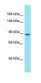 Methionyl Aminopeptidase Type 1D, Mitochondrial antibody, orb326886, Biorbyt, Western Blot image 