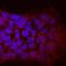 APC Membrane Recruitment Protein 1 antibody, MAB7374, R&D Systems, Immunocytochemistry image 