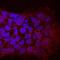 APC Membrane Recruitment Protein 1 antibody, MAB7374, R&D Systems, Immunocytochemistry image 