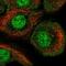 AT-Hook Transcription Factor antibody, NBP2-56577, Novus Biologicals, Immunofluorescence image 