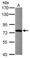 GRAM Domain Containing 1B antibody, GTX119195, GeneTex, Western Blot image 