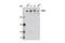 Chromodomain Helicase DNA Binding Protein 4 antibody, 12011S, Cell Signaling Technology, Western Blot image 