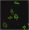 CREB Regulated Transcription Coactivator 1 antibody, STJ99151, St John