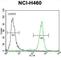 PURB antibody, abx026580, Abbexa, Western Blot image 