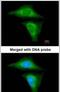 Retinol Binding Protein 4 antibody, PA5-29173, Invitrogen Antibodies, Immunofluorescence image 