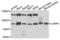 La Ribonucleoprotein Domain Family Member 4 antibody, LS-C333849, Lifespan Biosciences, Western Blot image 