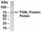 Thioredoxin Like 1 antibody, NB100-75433, Novus Biologicals, Western Blot image 