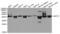 Septin 2 antibody, abx004444, Abbexa, Western Blot image 