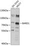 BRCA1 Associated RING Domain 1 antibody, 16-773, ProSci, Western Blot image 