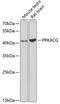 cAMP-dependent protein kinase catalytic subunit gamma antibody, 23-124, ProSci, Western Blot image 