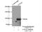 Cyclic Nucleotide Gated Channel Alpha 3 antibody, 21657-1-AP, Proteintech Group, Immunoprecipitation image 