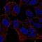 Myosin XVI antibody, NBP2-55426, Novus Biologicals, Immunocytochemistry image 
