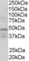 Retinoid X Receptor Gamma antibody, PA5-18311, Invitrogen Antibodies, Western Blot image 