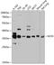 Neutrophil Cytosolic Factor 4 antibody, 13-218, ProSci, Western Blot image 