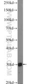 BRMS1 Transcriptional Repressor And Anoikis Regulator antibody, 16096-1-AP, Proteintech Group, Western Blot image 