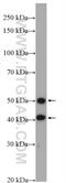 Torsin Family 3 Member A antibody, 10647-1-AP, Proteintech Group, Western Blot image 