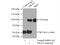 Activating Signal Cointegrator 1 Complex Subunit 2 antibody, 11529-1-AP, Proteintech Group, Immunoprecipitation image 