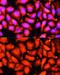 Acyl-CoA Dehydrogenase Long Chain antibody, GTX64557, GeneTex, Immunofluorescence image 