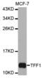 Trefoil Factor 1 antibody, abx001483, Abbexa, Western Blot image 