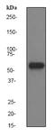 HCK Proto-Oncogene, Src Family Tyrosine Kinase antibody, ab75839, Abcam, Western Blot image 