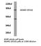 Adenosine Deaminase RNA Specific B1 antibody, LS-C176789, Lifespan Biosciences, Western Blot image 