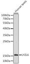 Lysozyme-like protein 6 antibody, 13-769, ProSci, Western Blot image 