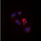 Extra Spindle Pole Bodies Like 1, Separase antibody, orb393048, Biorbyt, Immunofluorescence image 