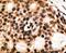 Caudal Type Homeobox 1 antibody, PA5-13121, Invitrogen Antibodies, Immunohistochemistry frozen image 