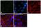 Cadherin 1 antibody, 14-3249-80, Invitrogen Antibodies, Immunofluorescence image 