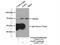 Baculoviral IAP Repeat Containing 3 antibody, 24304-1-AP, Proteintech Group, Immunoprecipitation image 