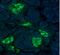 Apolipoprotein E antibody, 710265, Invitrogen Antibodies, Immunofluorescence image 