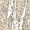 Basic Leucine Zipper Nuclear Factor 1 antibody, A6430, ABclonal Technology, Immunohistochemistry paraffin image 
