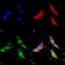 Solute Carrier Family 17 Member 6 antibody, GTX03657, GeneTex, Immunofluorescence image 