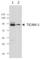 Toll Like Receptor Adaptor Molecule 1 antibody, 657102, BioLegend, Western Blot image 