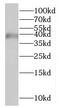 Hydroxysteroid Dehydrogenase Like 1 antibody, FNab04033, FineTest, Western Blot image 