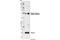 Troponin I3, Cardiac Type antibody, 4004S, Cell Signaling Technology, Western Blot image 