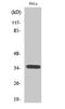 Olfactory Receptor Family 6 Subfamily C Member 3 antibody, STJ94790, St John
